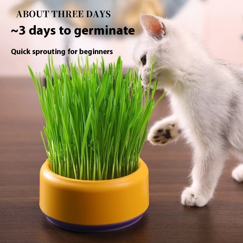 Why Your Cat Deserves the Best: Potted Seeds Soilless Hydroponic Cat Grass