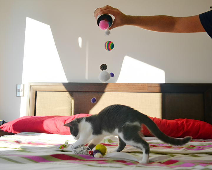 Enriching Playtime with Quality Pet Toys